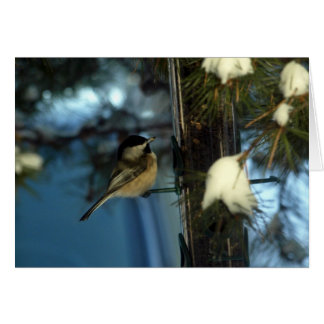 Chickadee doux
