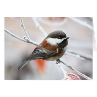 Chickadee en hiver