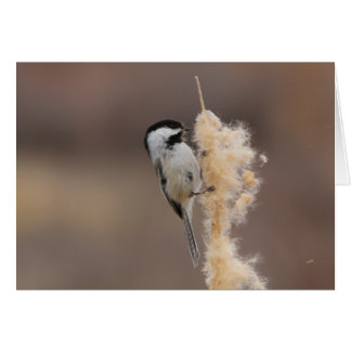 Chickadee Noir-couvert
