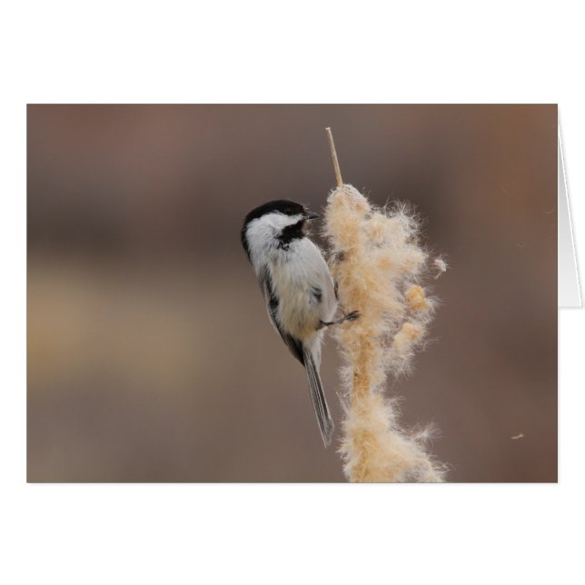 Chickadee Noir-couvert (Devant horizontal)