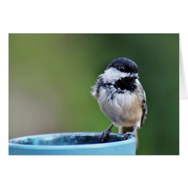 chickadee Noir-couvert (Devant horizontal)