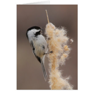 Chickadee Noir-couvert