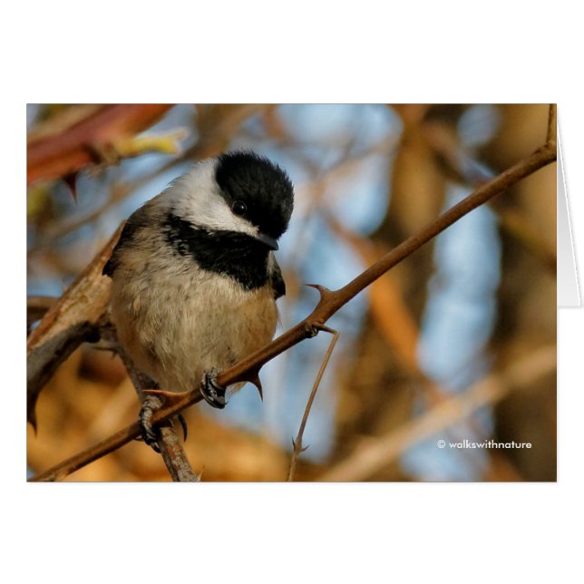 Chickadee Songbird, Joli Espérant (Devant horizontal)