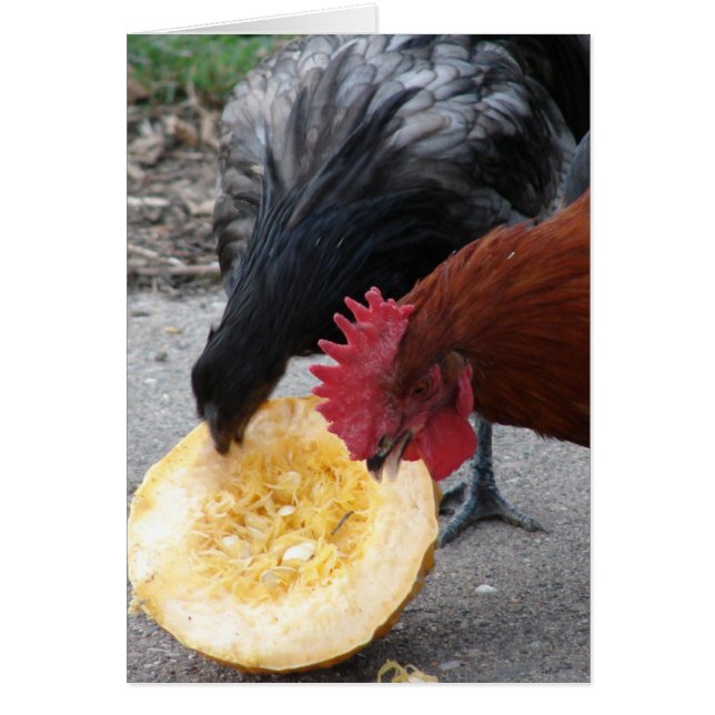 Chickens Eating Pumpkin (Devant)