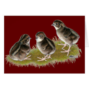 Chicks de Coturnix