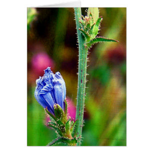 Chicorée non ouverte