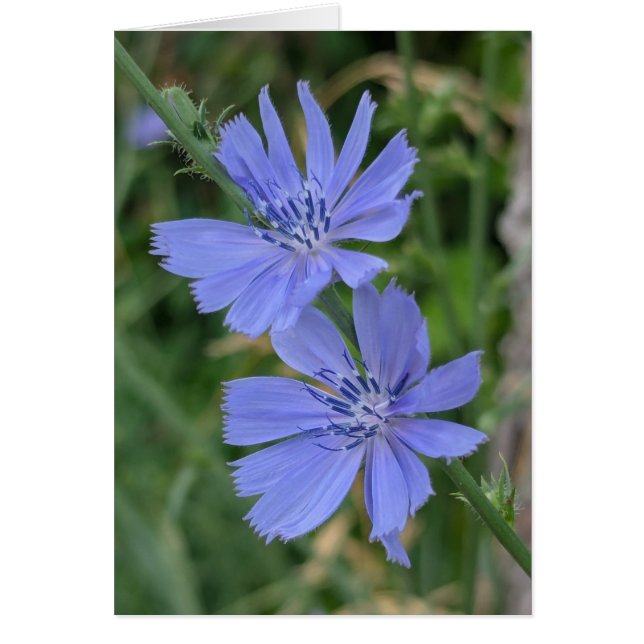 Chicory Note Card (Devant)
