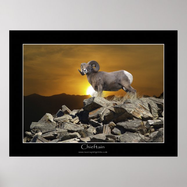 CHIEFTAIN BIG HORN SHEEP Wildlife Photo Poster (Devant)