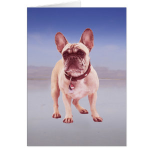 Chien À La Française Assis Sur La Plage