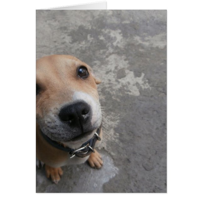 Chien à l'air SUPER mignon ! ! ! (Devant)