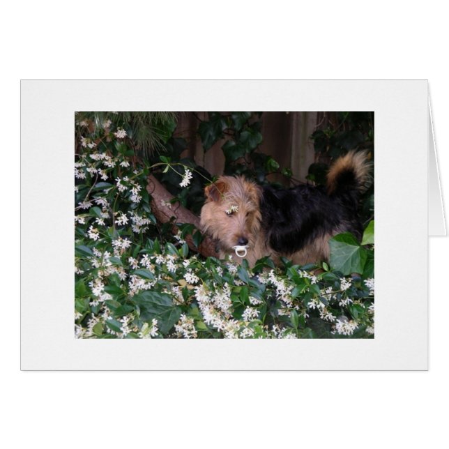 Chien adorable avec la suce (Devant horizontal)