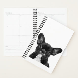 Chien adorable Black French Bulldog Face