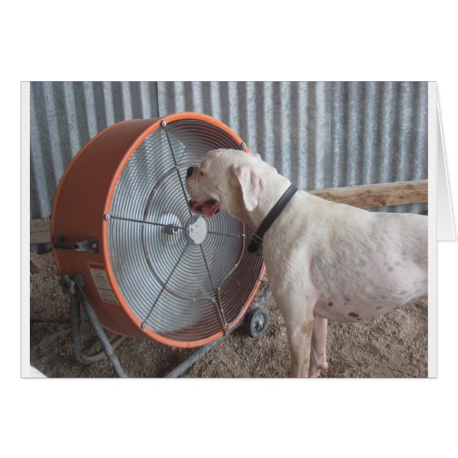 Chien - Aimer la brise (Devant horizontal)