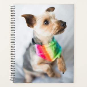 Chien arc-en-ciel gay pride Yorkshire Terrier