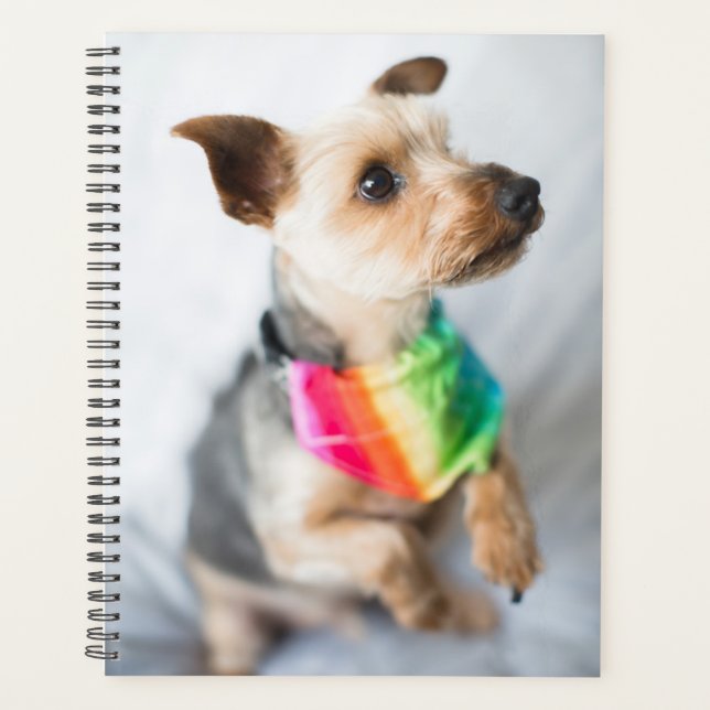 Chien arc-en-ciel gay pride | Yorkshire Terrier (Devant)