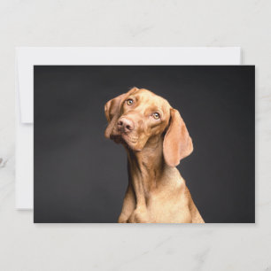 Chien Beagle Brown animal