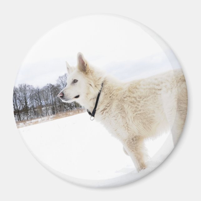 chien berger allemand blanc Magnet (Devant)