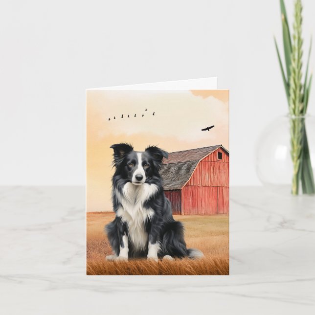 Chien Border Collie et Ranch de la Grange Rouge (Devant)