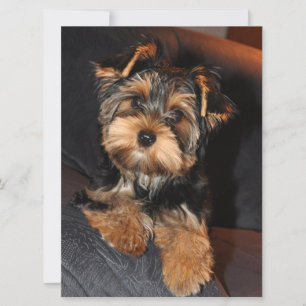 Chien chiot du Yorkshire Terrier