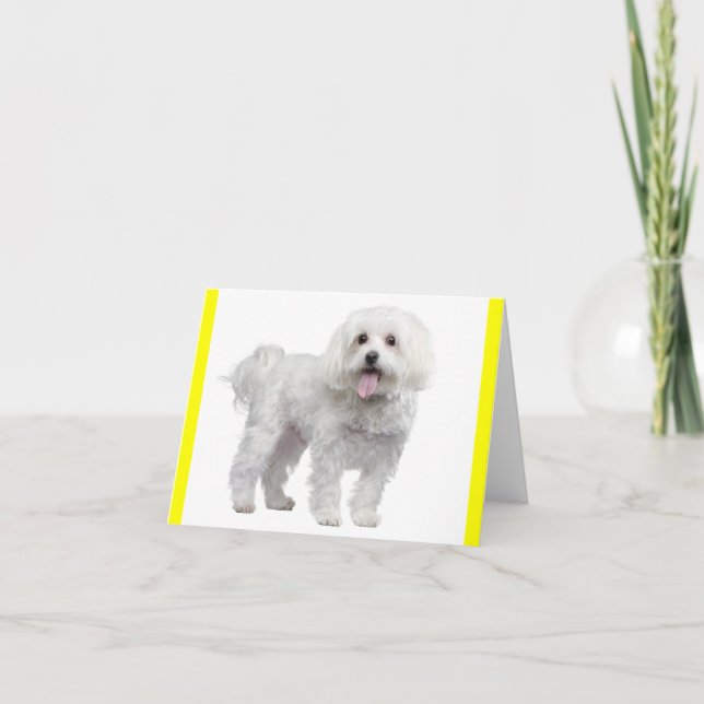 Chien chiot maltais blanc Carte pour notes jaune (Devant)