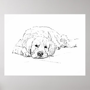 Chien couché Retriever doré, Impression d'art mura