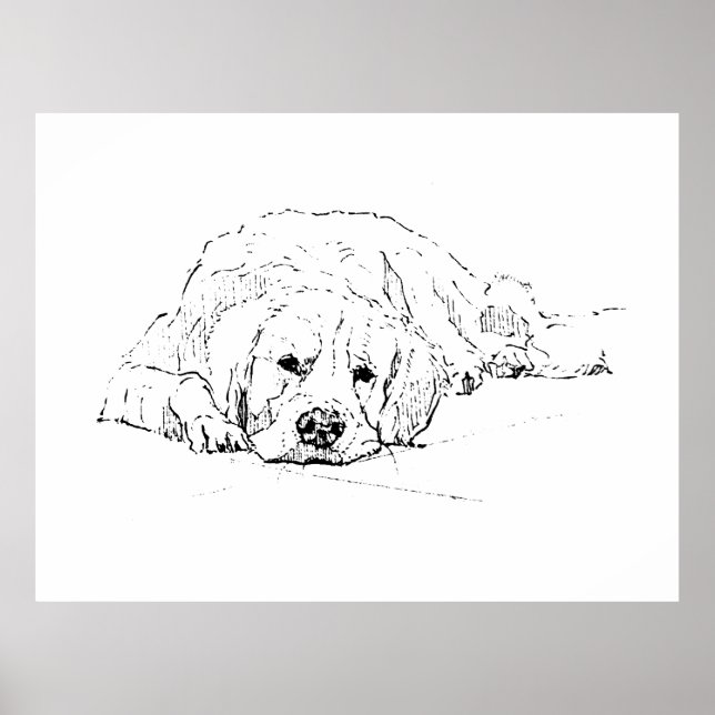 Chien couché Retriever doré, Impression d'art mura (Devant)