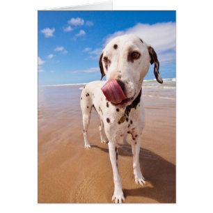 Chien dalmatien sur la plage