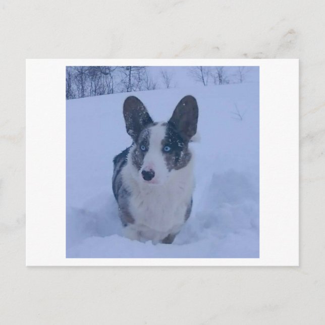 Chien dans la neige Carte postale de vacances (Devant)