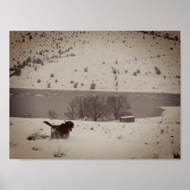 Chien dans la neige Valeur Poster Papier (Devant)