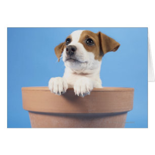 Chien dans le pot de fleurs
