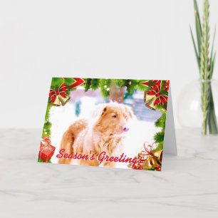 Chien d'arrêt de Toller dans la carte de Noël de
