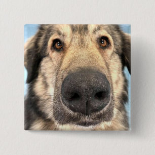 Chien de badge