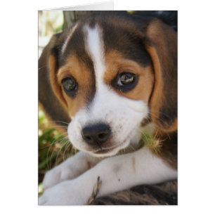 Chien de bébé beagle