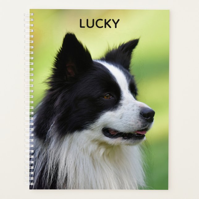 Chien de berger border collie noir et blanc (Devant)