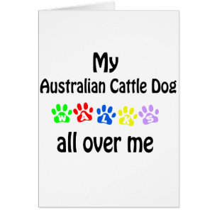 Chien de bétail australien