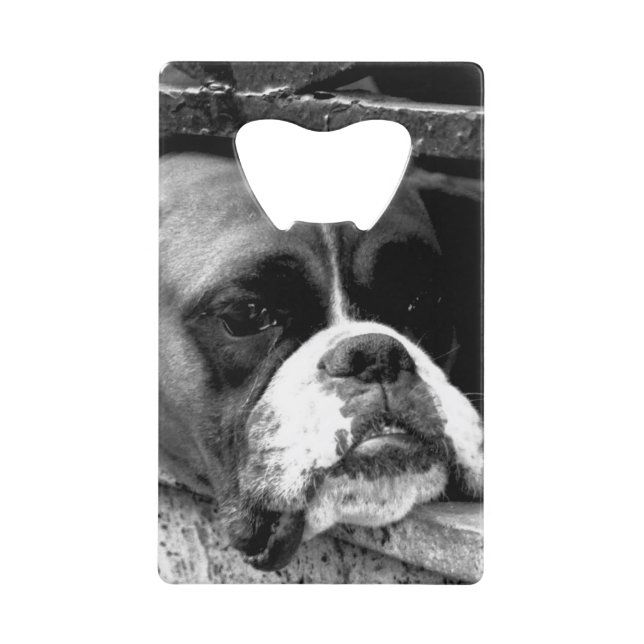 Chien de boîte sur le rebord de fenêtre (Devant)