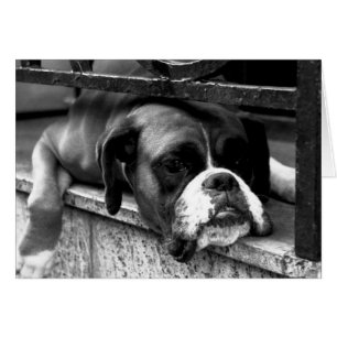 Chien de boîte sur le rebord de fenêtre gccnm