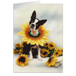 Chien de Boston Bull Terrier