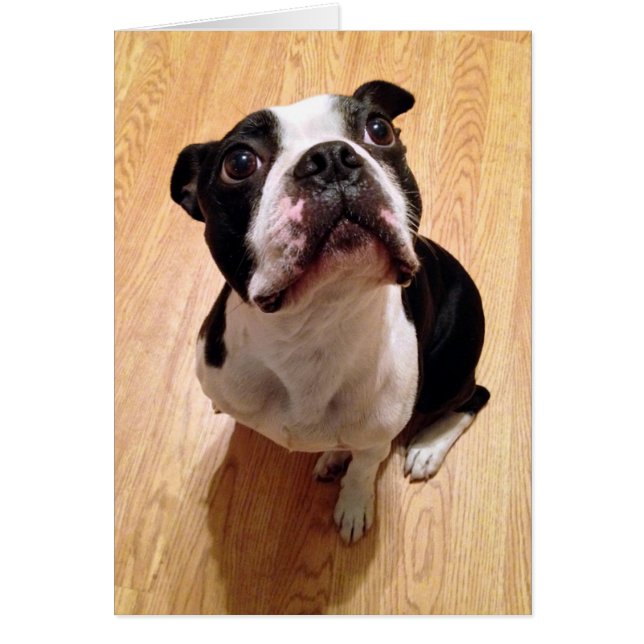 Chien de Boston Terrier (Devant)