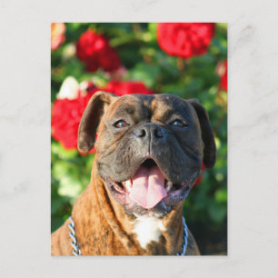 Chien de boxe Brindle Carte postale