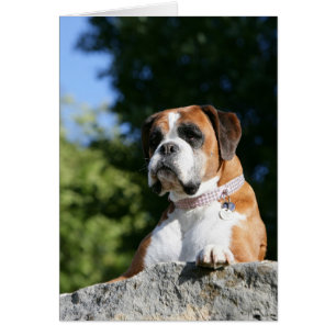 Chien de boxe posé sur un rocher