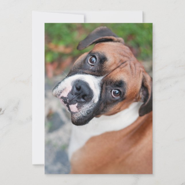 Chien de boxer mignon (Devant)
