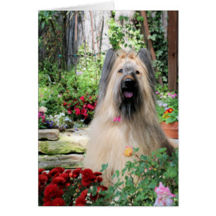Chien de Briard dans le jardin d'agrément