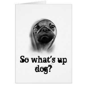 Chien de carlin avec le sweat - shirt à capuche