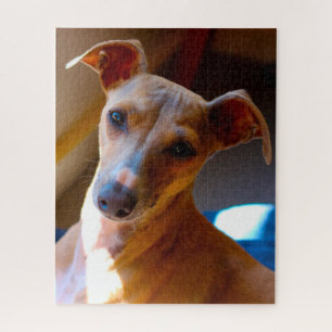 Chien de chasse italien. Puzzle