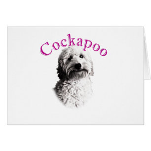 Chien de Cockapoo