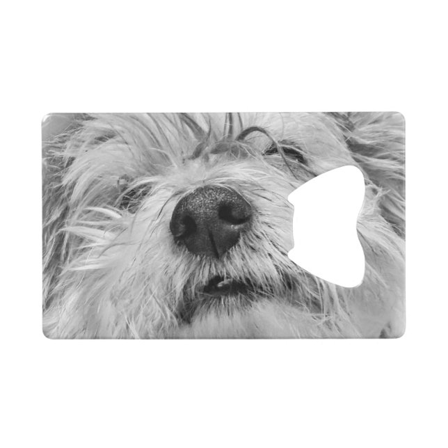 Chien de Coton de Tulear (Devant (Horizontal))