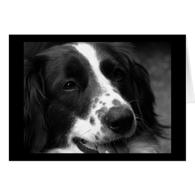 Chien de Merveilleux (Devant horizontal)