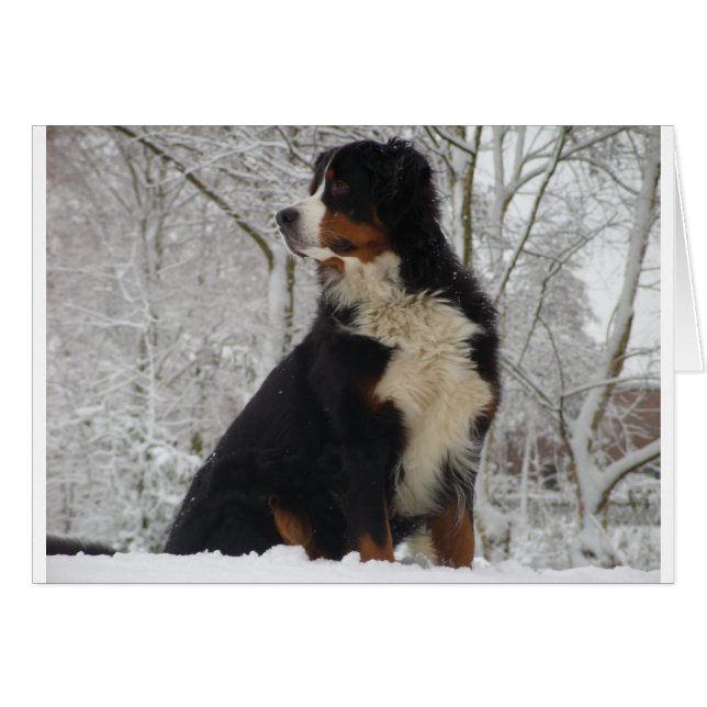 Chien de montagne bernois (Devant horizontal)