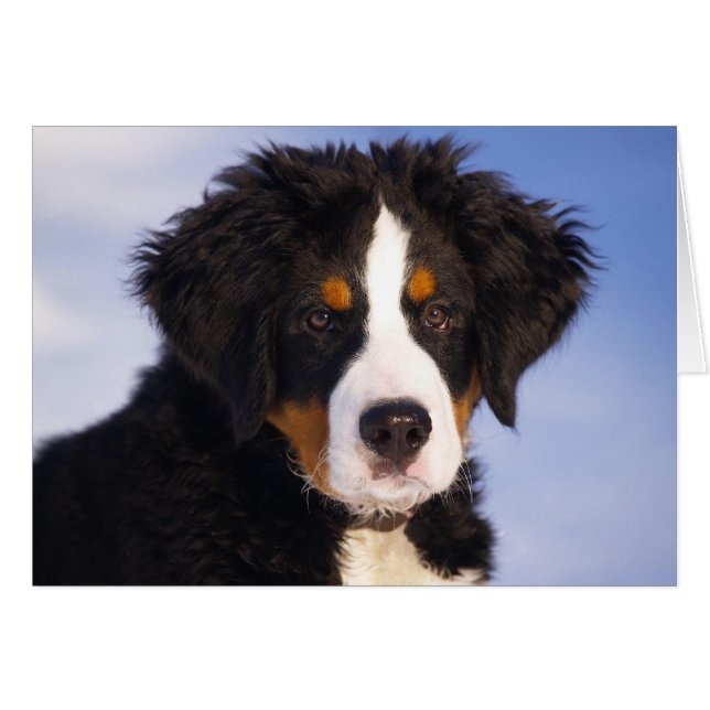 Chien de montagne bernois (Devant horizontal)